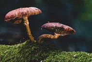 Sprookjesachtige paddenstoel in het herfstbos van MindScape Photography thumbnail