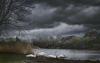 Swan Lake by Elianne van Turennout thumbnail