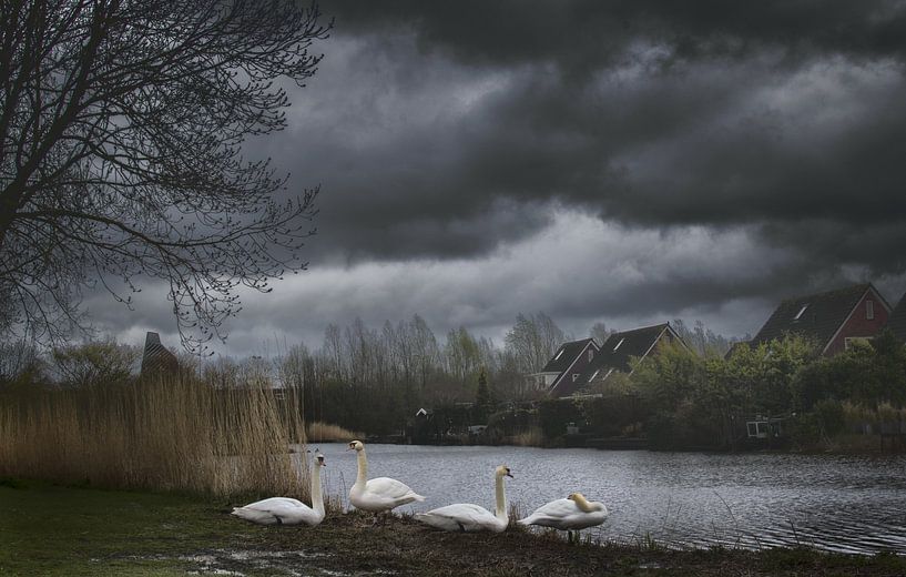 Serene Photo of White Swans in Lake in Ulgersmaborg, Groningen - Natural Wall Decoration by Elianne van Turennout