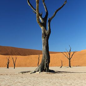 Toter Baum im Deadvlei Namibia von Mathieu Denys