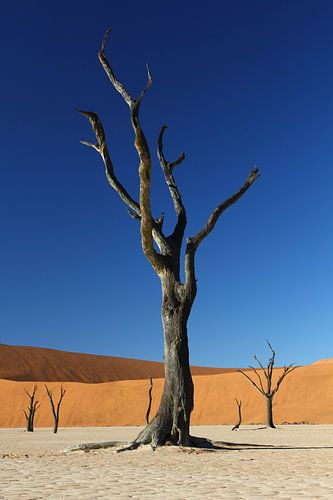 Arbre mort à Deadvlei Namibie