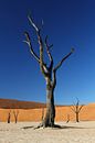 Dead tree at Deadvlei Namibia van Mathieu Denys thumbnail