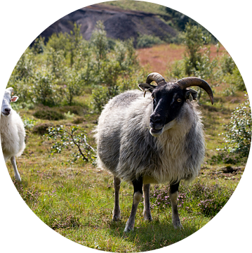 IJslandse schapen van Whis' photos