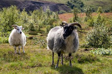 IJslandse schapen van Whis' photos