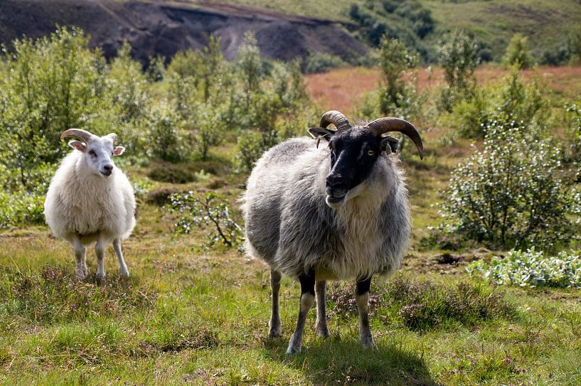 Isländisches Schaf von Whis' photos