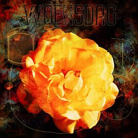 Roses Color the Week, Wednesday by Helga Blanke