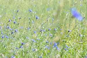 veld met korenbloemen