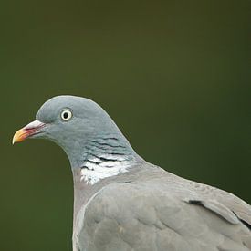 houtduif tegen donkergroene achtergrond van Mark Koolen