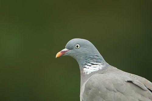 houtduif tegen donkergroene achtergrond