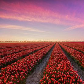 Tulip field at sunrise on Goeree Overflakkee by Ilya Korzelius