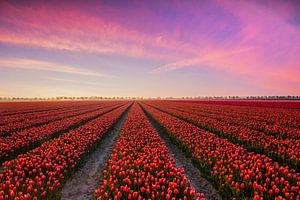 Champ de tulipes au lever du soleil sur Goeree Overflakkee sur Ilya Korzelius