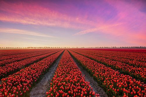 Tulip field at sunrise on Goeree Overflakkee by Ilya Korzelius