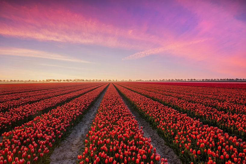 Tulpenveld bij zonsopkomst op Goeree Overflakkee van Ilya Korzelius