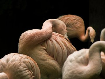 Flamingo van Stedom Fotografie