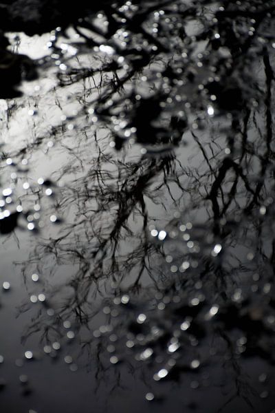 Weerspiegeling boom en takken in het water par Godelieve Luijk