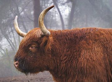 De schotse hooglander van Rudi Everaert