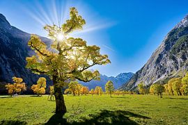 Large maple back by Einhorn Fotografie