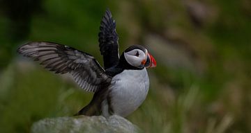 Puffin panorama van Leon Brouwer