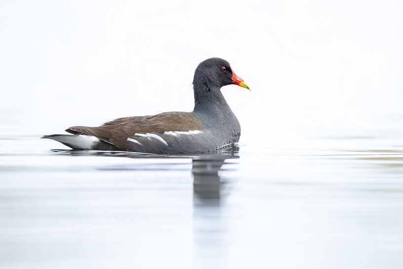 Moorhen by Christien van der Veen Fotografie