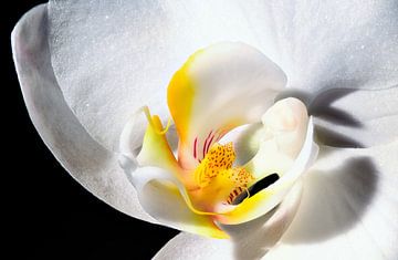 Intérieur d'une orchidée sur Youri Mahieu