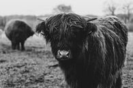Ein schottischer Highlander in Schwarz und Weiß von Manon Moller Fotografie Miniaturansicht