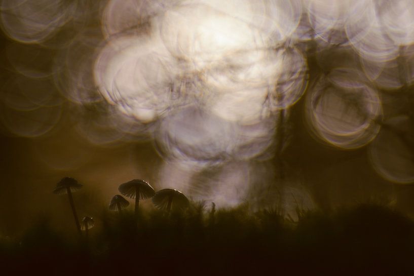 Pilz von Carolina Roepers