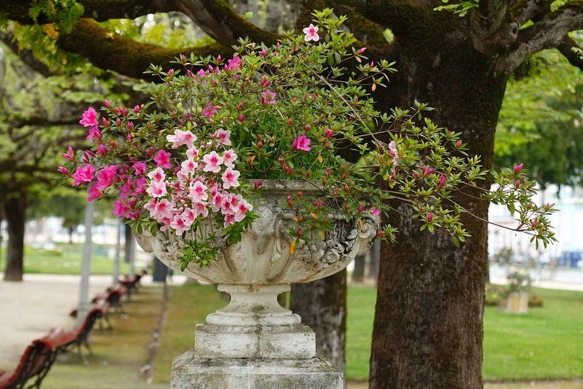 Parque Dr. Manuel Braga, flower pot, Coimbra, Beira Litoral, Regio Centro, Portugal by Torsten Krüger