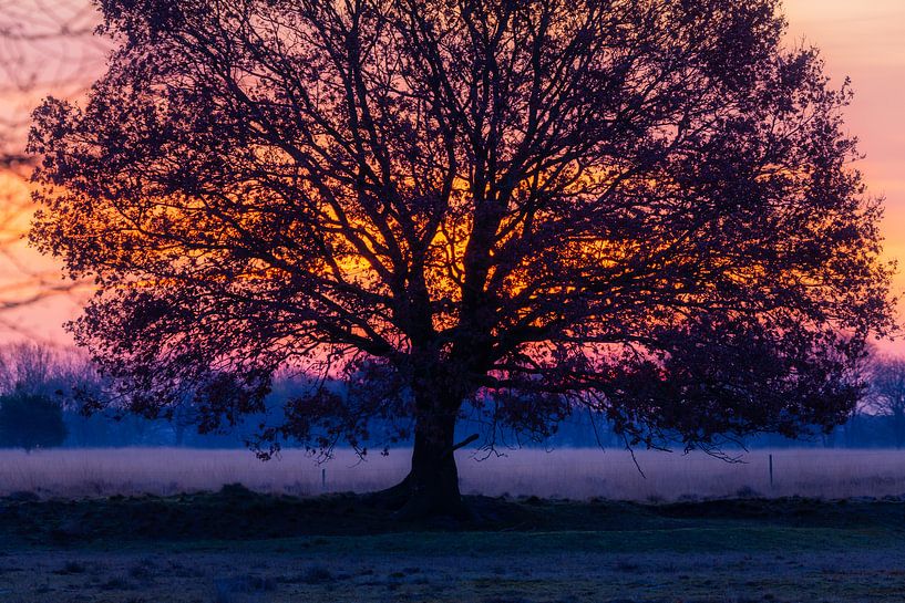 Lever de soleil derrière un arbre par Anneke Hooijer