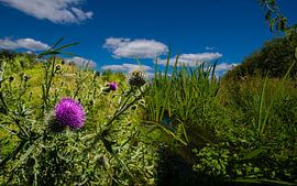 Brook in Drente with the damselflies by Brian Morgan