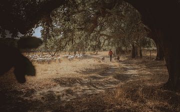 De portugese schapen herder en z'n honden van Bart Hageman Photography