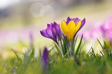 Crocuses 'Dare to be different' by Dagmar Hijmans