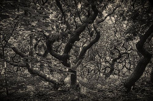 Kronkelbos bij Domburg in zwart wit