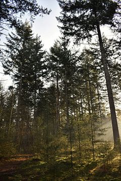 Sonniger Morgen im Wald von Sylvia van der Hoek