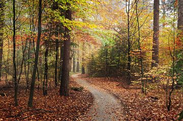 Candy-coloured forest by Corinne Welp