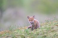 Kleiner Fuchs auf der Lauer. von Larissa Rand Miniaturansicht