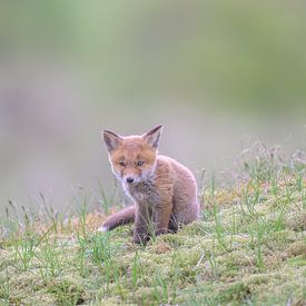 Kleiner Fuchs auf der Lauer. von Larissa Rand