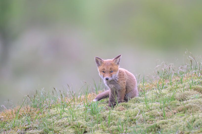 Kleiner Fuchs auf der Lauer. von Larissa Rand