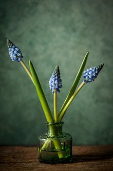 Drie blauwe druifjes in inktpotje