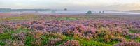Blühende Heidepflanzen in der Heidelandschaft bei Sonnenaufgang im Sommer von Sjoerd van der Wal Fotografie Miniaturansicht