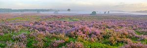 Blühende Heidepflanzen in der Heidelandschaft bei Sonnenaufgang im Sommer von Sjoerd van der Wal Fotografie