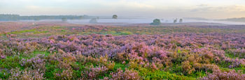 Bloeiende heide tijdens zonsopkomst op de Veluwe