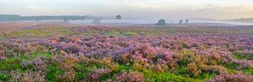 Blooming Heather plants in Heathland landscape during sunrise in by Sjoerd van der Wal Photography