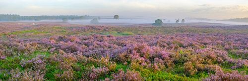 Bloeiende heide tijdens zonsopkomst op de Veluwe