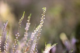 bloeiende heide op de veluwe van Karijn | Fine art Natuur en Reis Fotografie