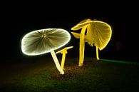 Champignons lumineux par Els Hattink Aperçu