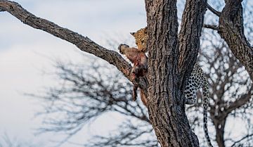 Leopard nach erfolgreicher Jagd Namibia, Afrika van Patrick Groß