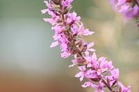 Roze bloemen