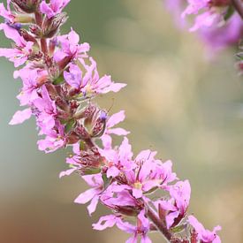 Roze bloemen von Janjaap Van Dijk