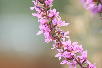 Roze bloemen