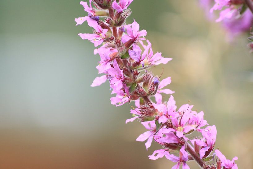 Roze bloemen von Janjaap Van Dijk